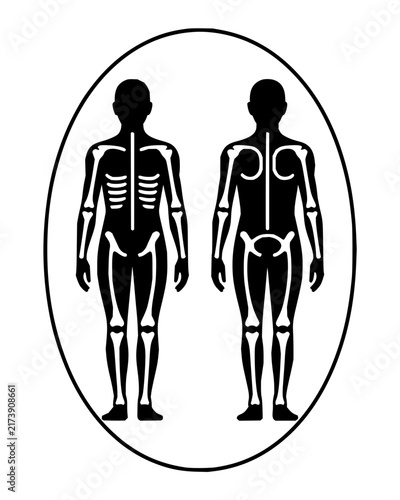 Skeletal system vector illustration with human silhouettes showing ribcage and spine structure