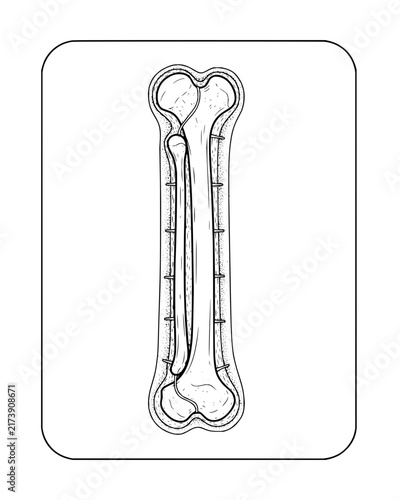 Anatomical Diagram of Long Bone Structure with Internal Medullary Cavity