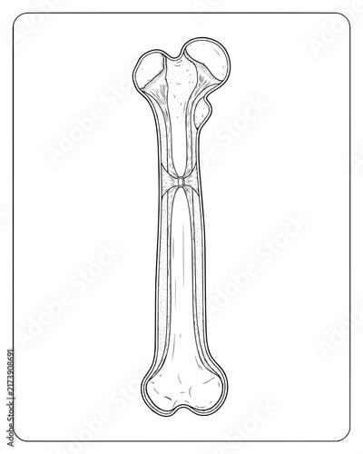 Medical Illustration of Long Bone Anatomy and Internal Bone Tissue