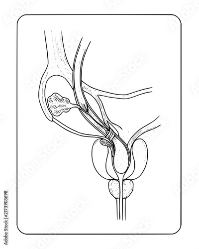Detailed Medical Illustration of Internal Human Organ Systems