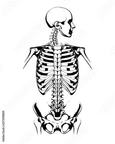Anatomical vector drawing of human upper body skeleton including skull spine and ribcage