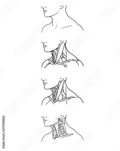 Human Neck and Shoulder Anatomy Studies in Line Art
