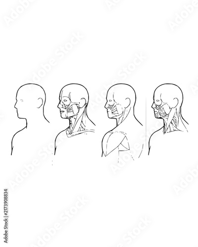 Human Head and Neck Anatomy Diagram with Facial Muscle Layers and Profile View