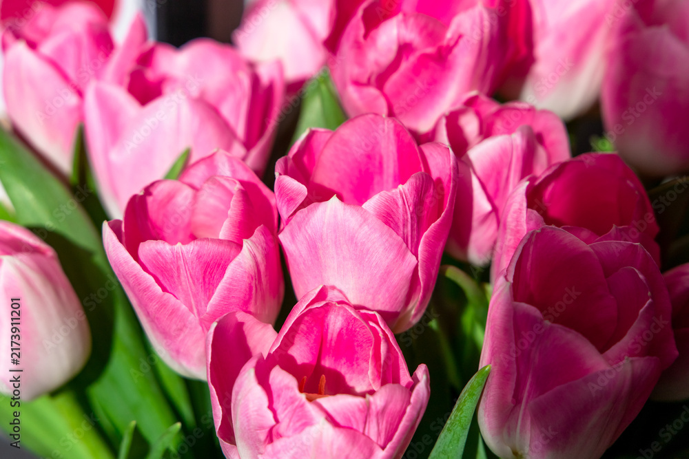 Obraz premium Pink tulips in full bloom arranged in a display at a flower market during the spring season