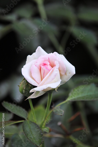夏の花