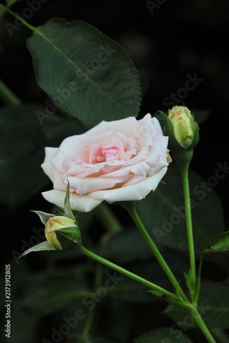 夏の花