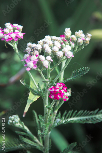 夏の花