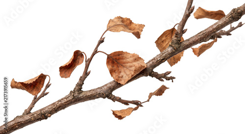 Obraz na płótnie Dry brown leaves clinging to a bare tree branch in autumn