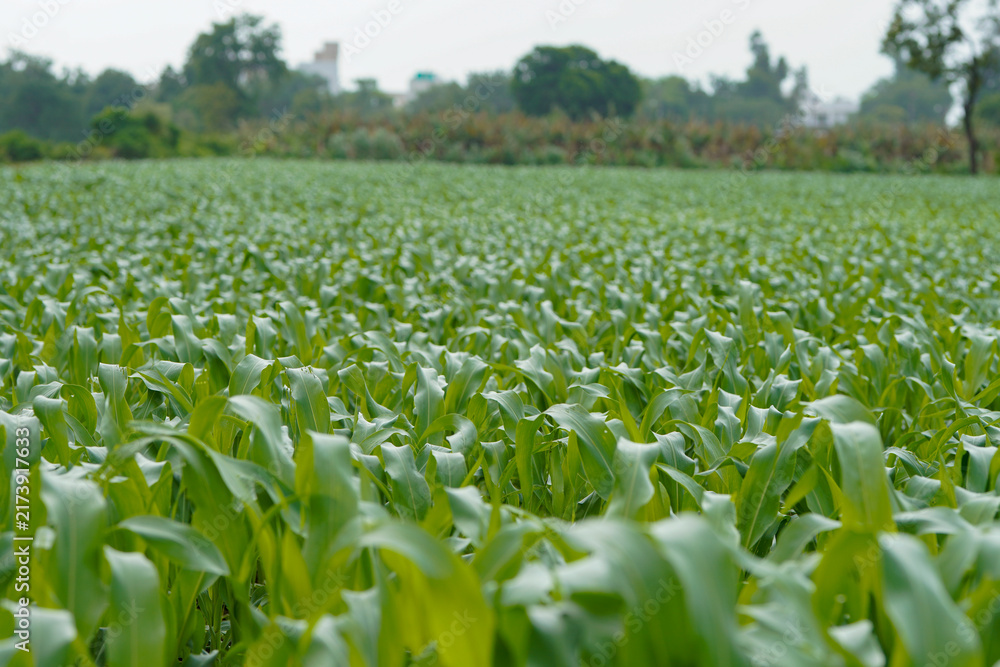 Naklejka premium A vast agricultural field filled with healthy lush green young corn plants growing in dense rows .