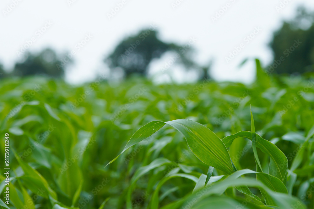 Naklejka premium Close-up view of vibrant green young maize crop leaves growing densely in an agricultural field.