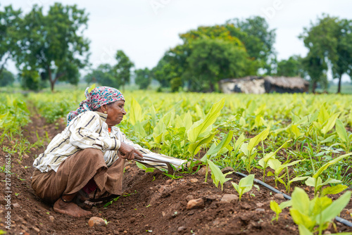 An elderly Indian female farmer crouches in a lush green turmeric field using a small sickle to clear weeds from the soil.
