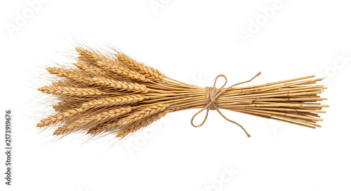 Obraz na plátně Bundle of golden wheat stalks tied with twine on a white background