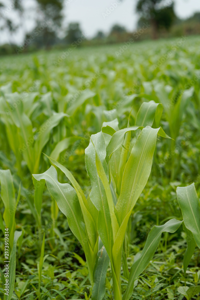 Naklejka premium Close-up view of vibrant green young maize crop leaves growing densely in an agricultural field.