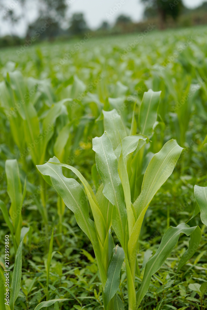 Naklejka premium Close-up view of vibrant green young maize crop leaves growing densely in an agricultural field.