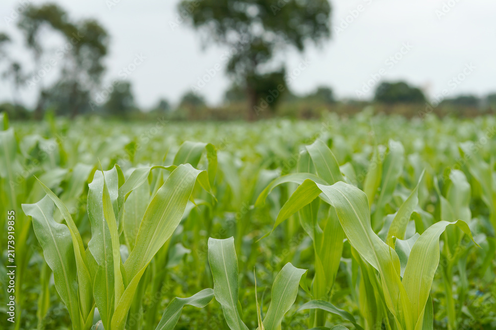 Naklejka premium Close-up view of vibrant green young maize crop leaves growing densely in an agricultural field.