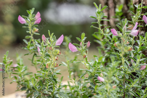 Spiny restharrow (Ononis spinosa). Habit of the stems and the pink blossoms.