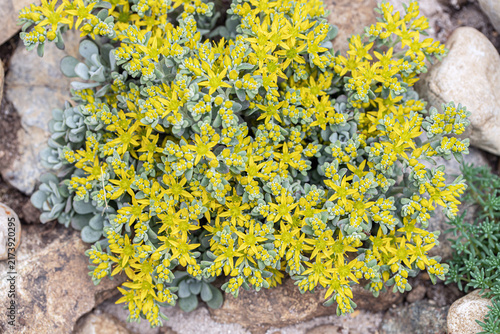 Yellow stonecrop (Sedum spathulifolium). Low-growing, cushion-forming habit. Plant for rock gardens.