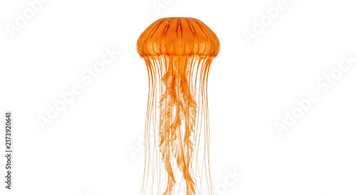 Quadro su tela Vibrant orange jellyfish gracefully floats with delicate tentacles against a cle