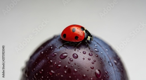Red ladybug with black spots resting on a wet, dark purple plum in a macro photograph.
