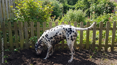 Dalmatian Dog Digging Near Wooden Fence in Sunny Garden Setting