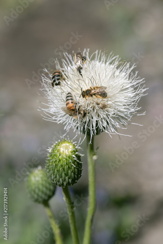 Bulgarian thistle (Clasea bulgarica) visited by Great Banded Furrow-bees (Halictus scabiosae).