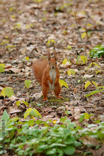 Canvas Print Fluffy red squirrel with white tummy standing on its hind legs among fallen autumn leaves and green plants