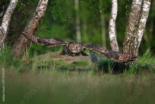 The great eagle owl flies among the trees