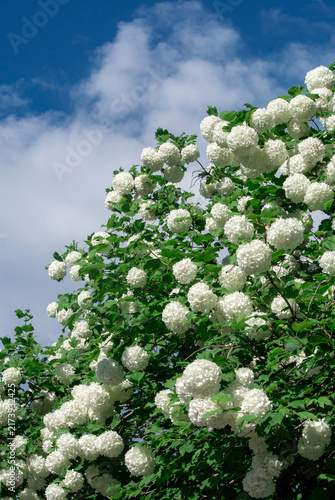 Принти на полотні White snowball viburnum blossoms beneath a brilliant blue sky