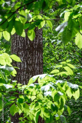 Fotografía Poplar tree trunk partially hidden behind lush bright green foliage