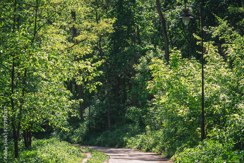 Obraz na płótnie Quiet woodland trail disappearing beneath a lush green canopy