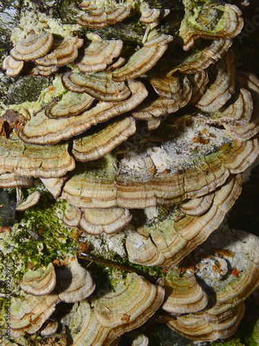 Quadro su tela Mushrooms of the genus Trametes versicolor, growing on a dead tree trunk in a birch forest