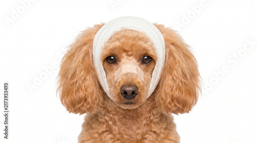 Poodle Dog with Bandages on Head and Nose After Injury