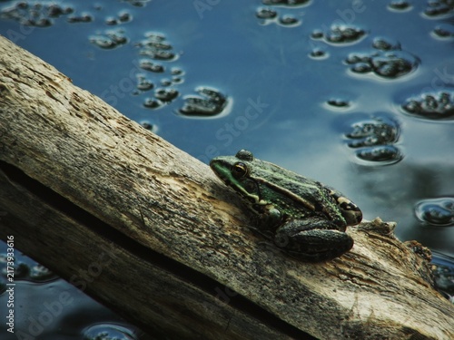 Obraz na plátně Pelophylax frog basking quietly beside a dark woodland pond