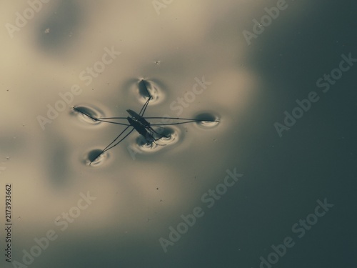 Bild auf Leinwand Pond skater floating calmly above surface tension of quiet river