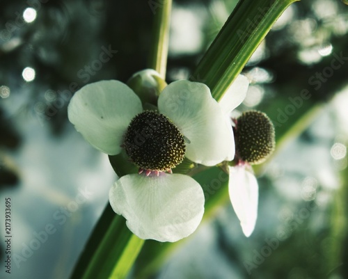 Fotografie White arrowhead flower blooming with dark seed cluster