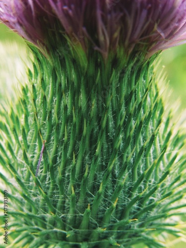 Canvastavla Extreme macro of thistle flower spiky green bracts