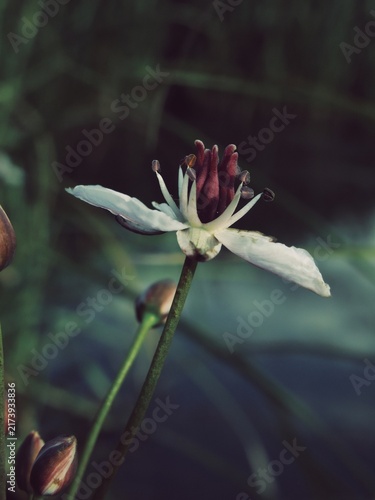 Foto Macro photograph of flowering rush showing deep crimson carpels