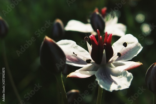 Photography Vibrant crimson carpels surrounded by pale petals in macro