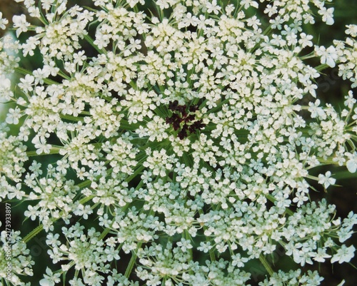 Cuadro en lienzo Wild carrot flower displaying its distinctive dark central floret