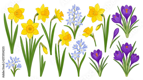Yellow and Purple Crocuses with Yellow White and Blue Spring Flowers Isolated on White Background, Colorful Floral Blossom Collection for Garden, Easter, Nature and Seasonal Decoration