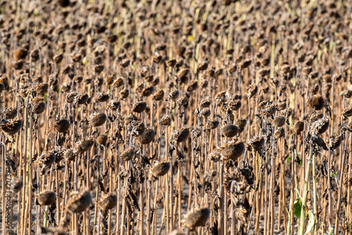 Quadro su tela Dry Sunflower Field After Flowering