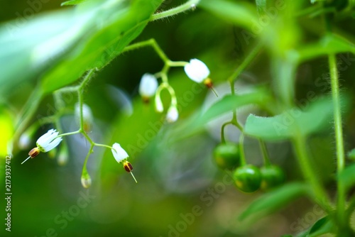 ヒヨドリジョウゴの花
