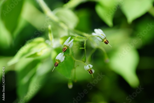 ヒヨドリジョウゴの花
