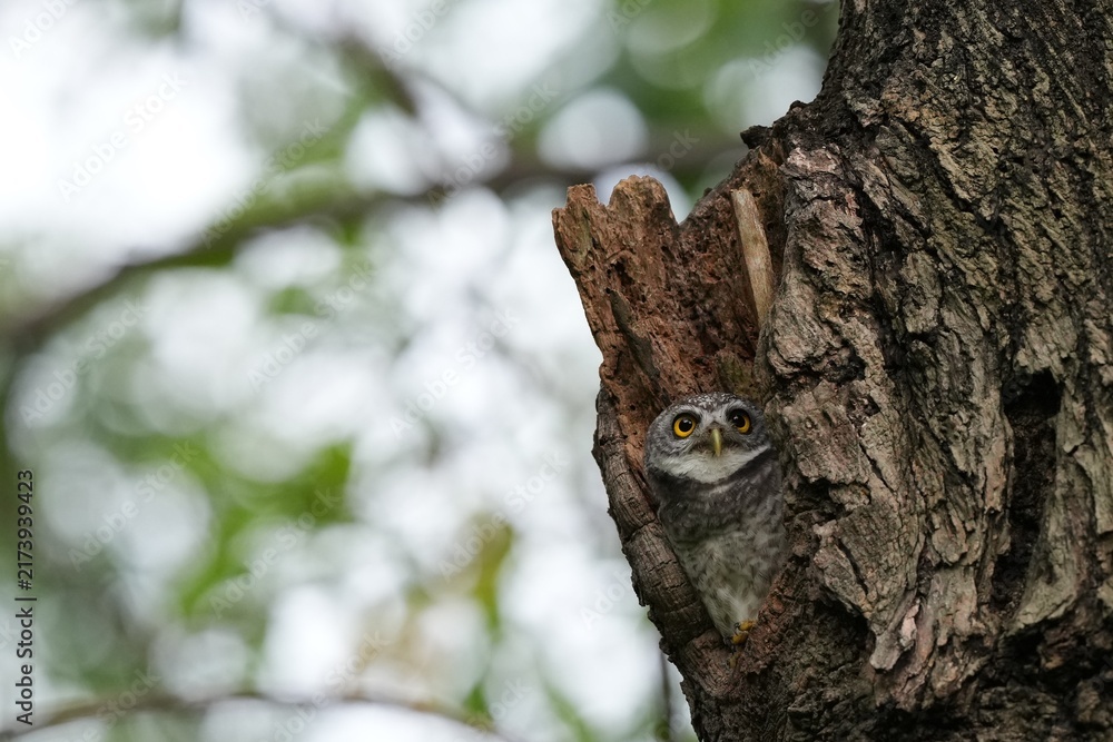 Obraz premium The spotted owl inhabits the wild in the forests of Thailand.
