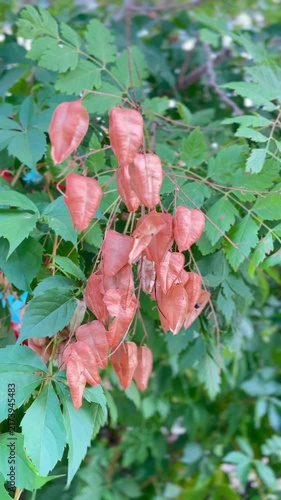 Dried, lantern-shaped seed pods revealing dark seeds hang from leafy tree branches on a breezy day.