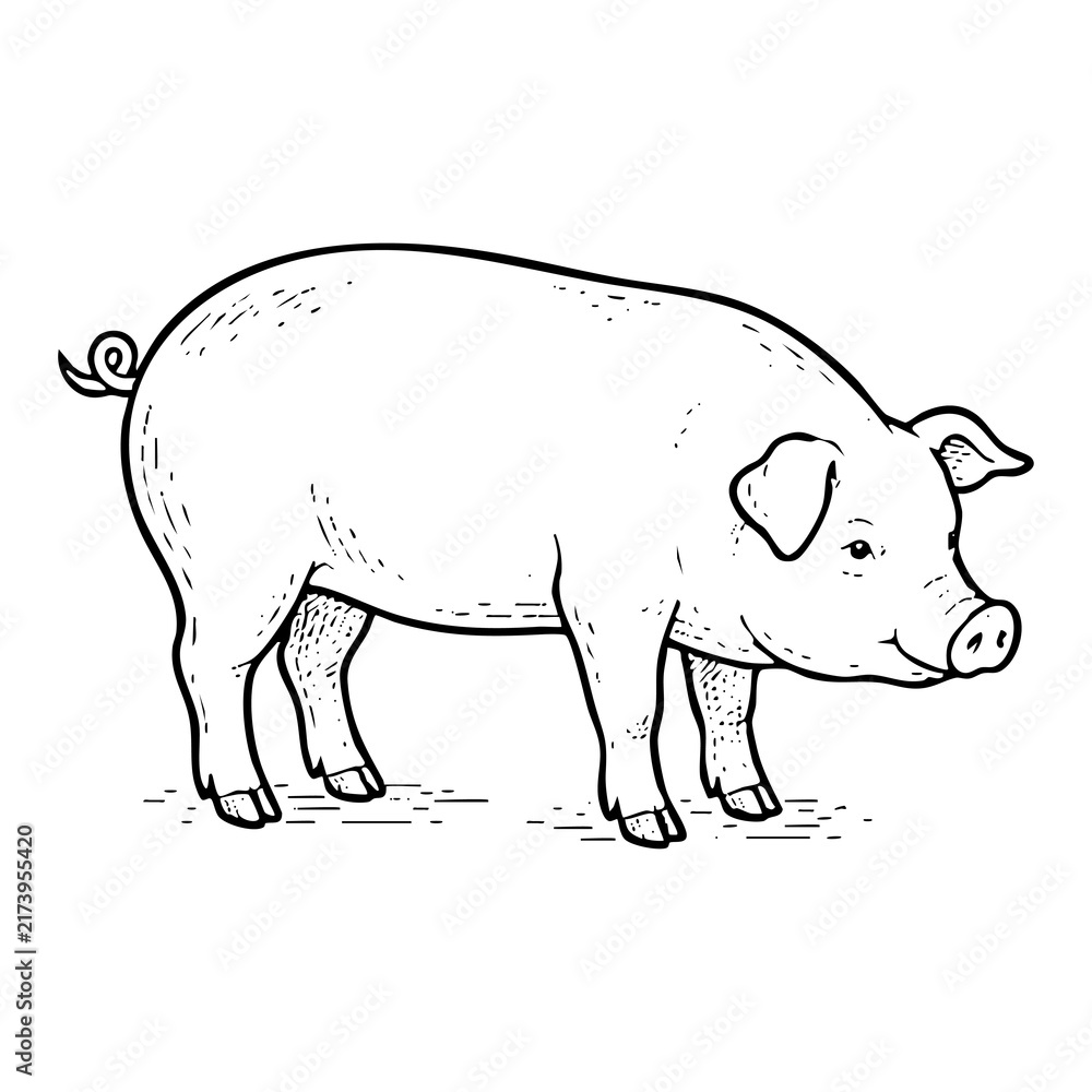 Obraz premium Hand drawn pig illustration isolated on white background for farm design