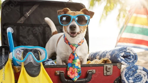 Funny Dog in Suitcase with Sunglasses and Hawaiian Tie Ready for Vacation
