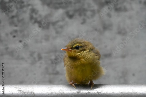 ベランダに来たウグイスのひな鳥