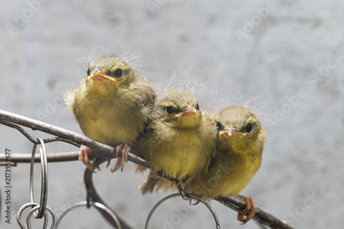 ベランダに来たウグイスのひな鳥
