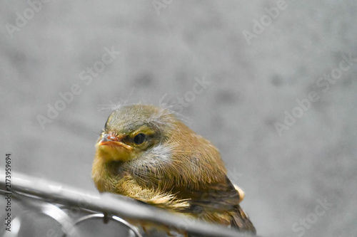 ベランダに来たウグイスのひな鳥